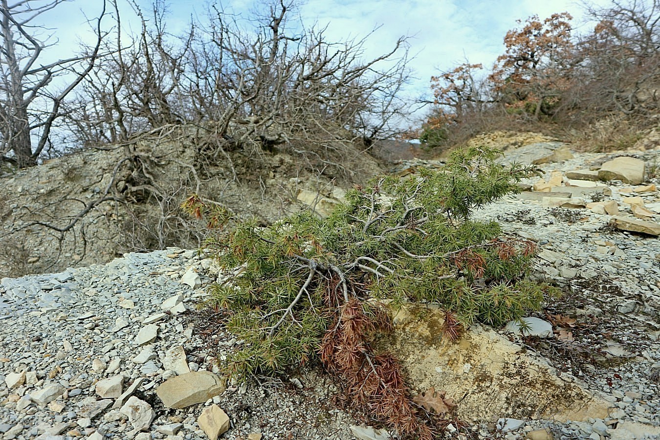 Глебовка, image of landscape/habitat.