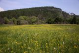 Олха, image of landscape/habitat.