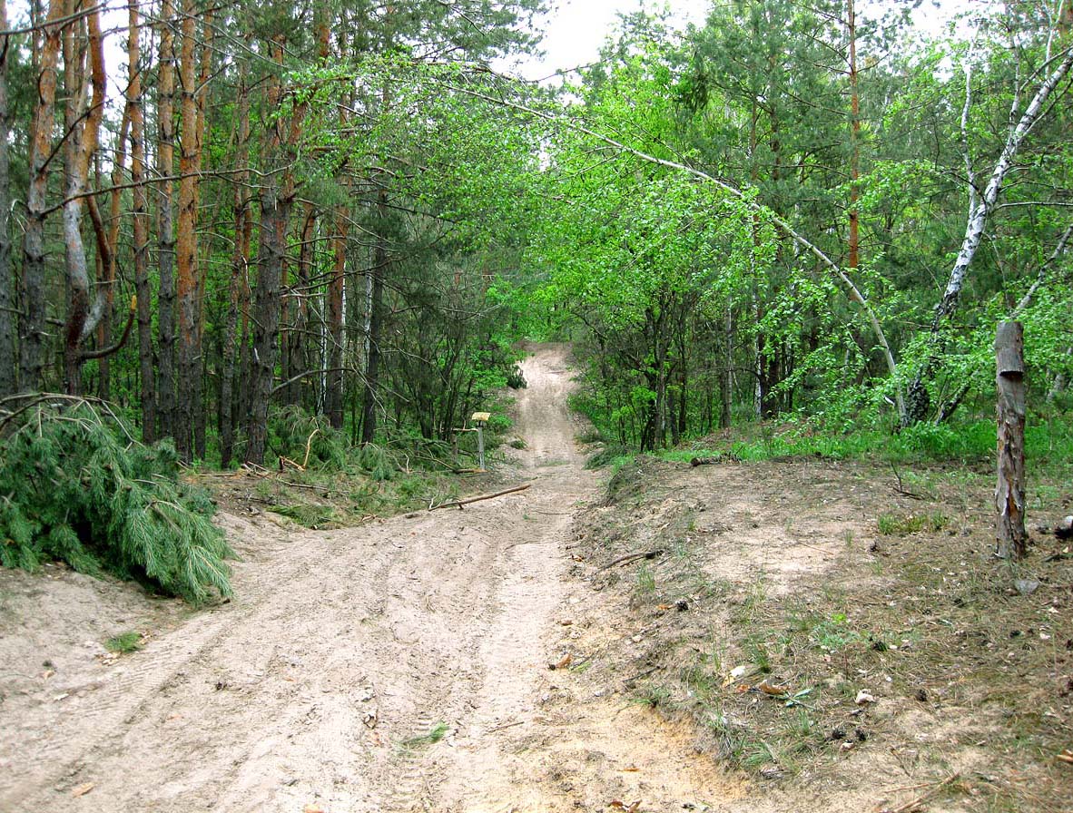 Лесники, боровая часть, image of landscape/habitat.