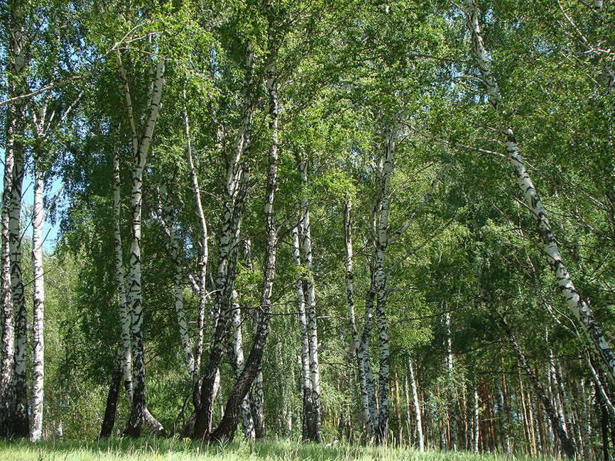 Пеньки, image of landscape/habitat.