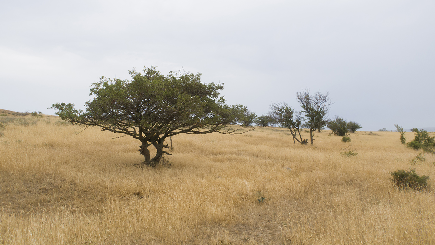 Ташкалак, image of landscape/habitat.