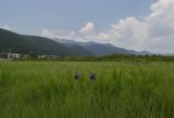 Image of landscape