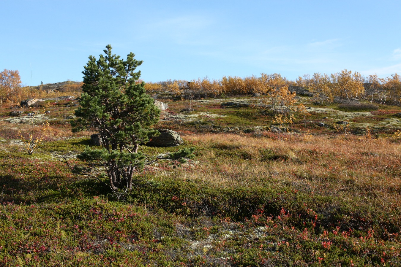 Горелая сопка, image of landscape/habitat.