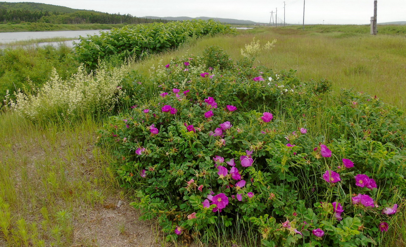 Село Охотское, image of landscape/habitat.