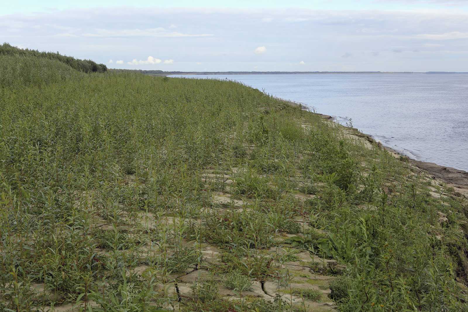 Окрестности Горнореченска, image of landscape/habitat.