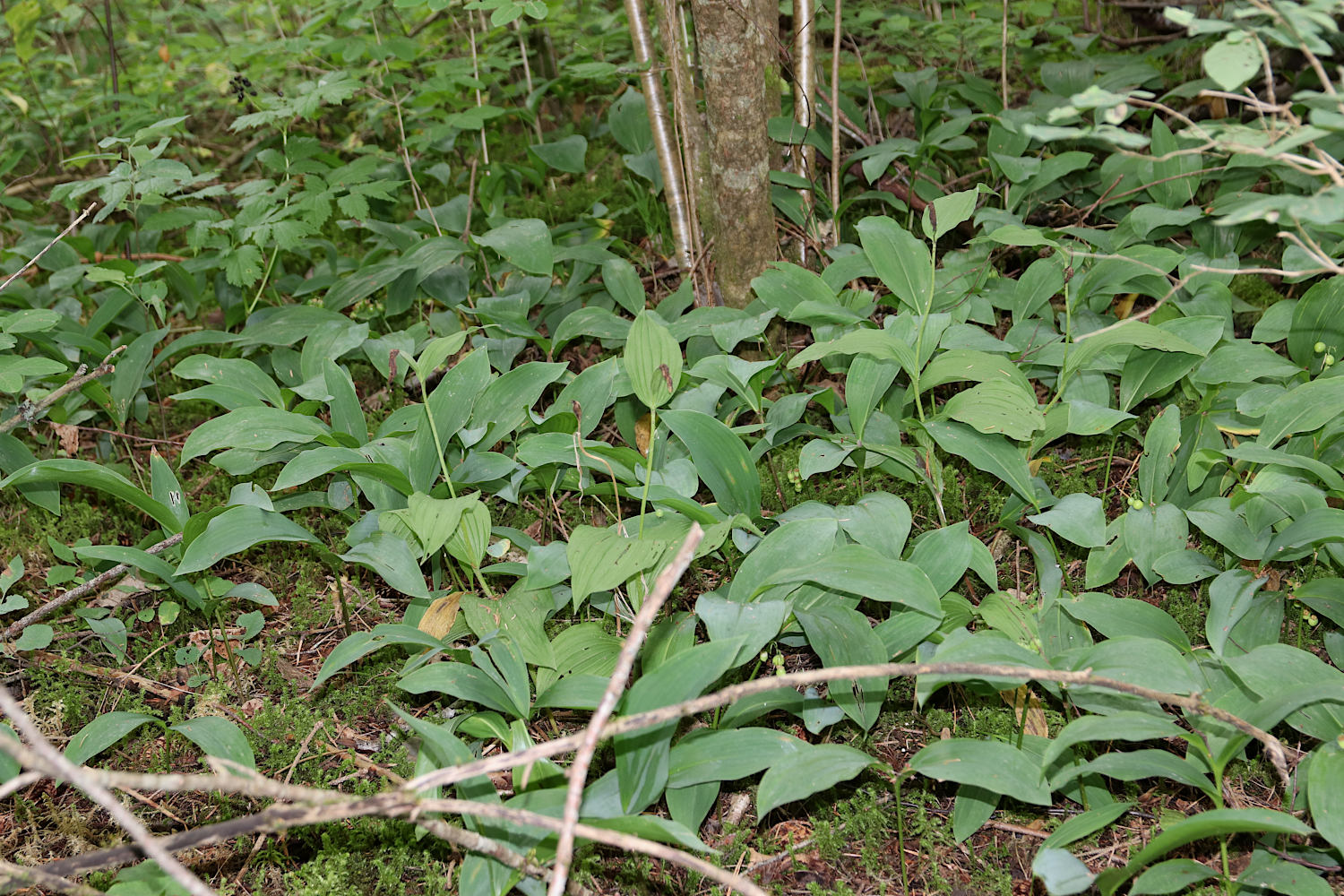 Елизаветино, image of landscape/habitat.