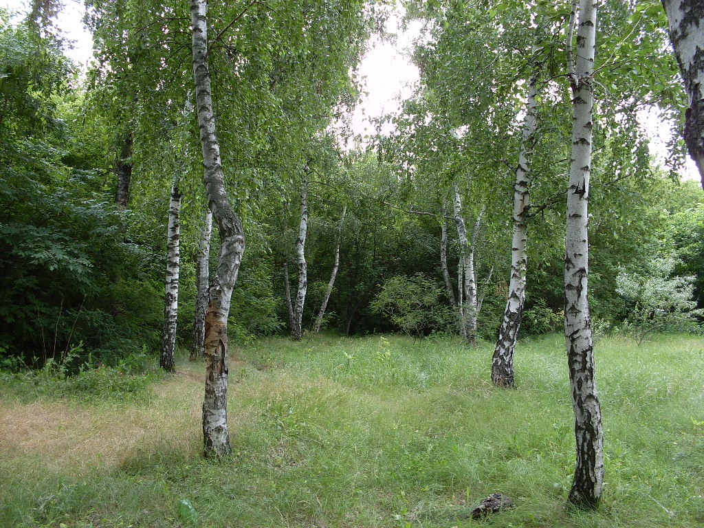 Левый берег Дона, image of landscape/habitat.
