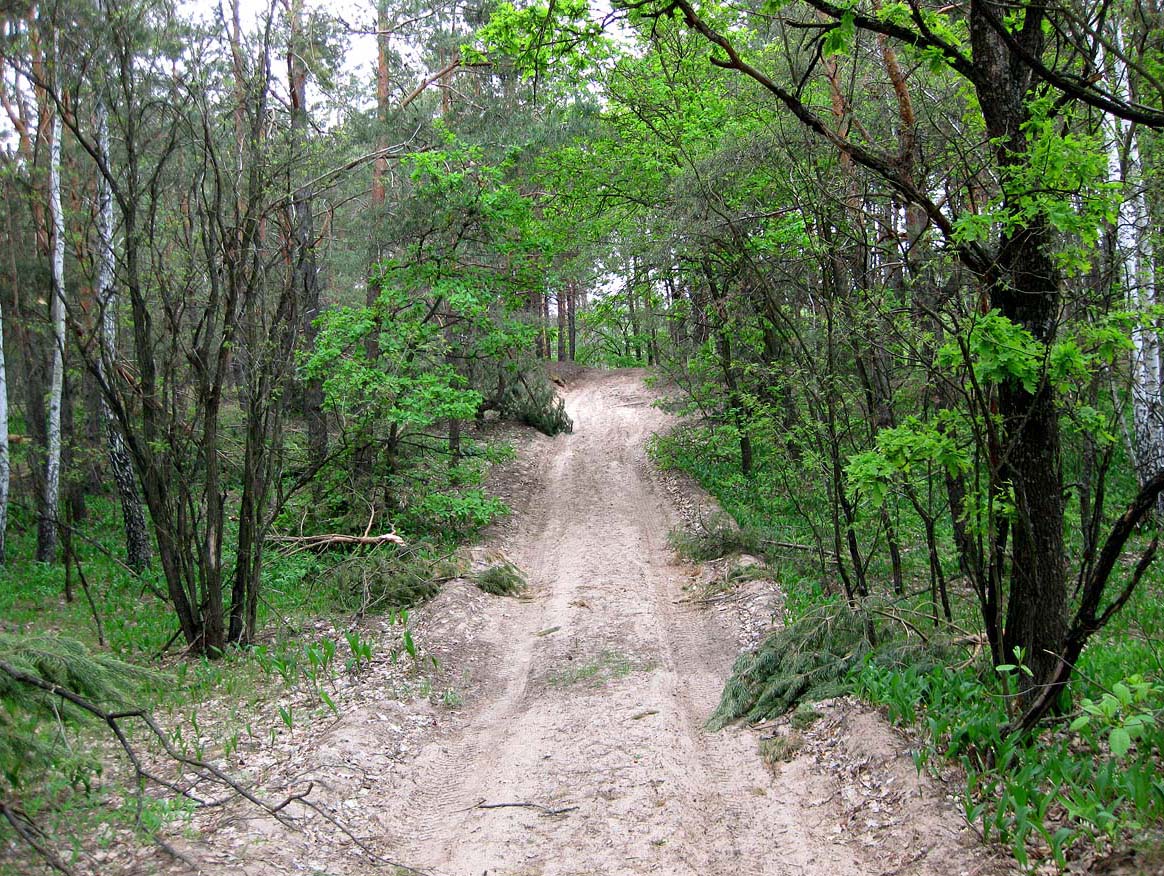 Лесники, боровая часть, image of landscape/habitat.