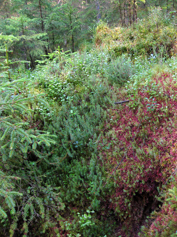 Заповедник "Горганы", Максимец, image of landscape/habitat.