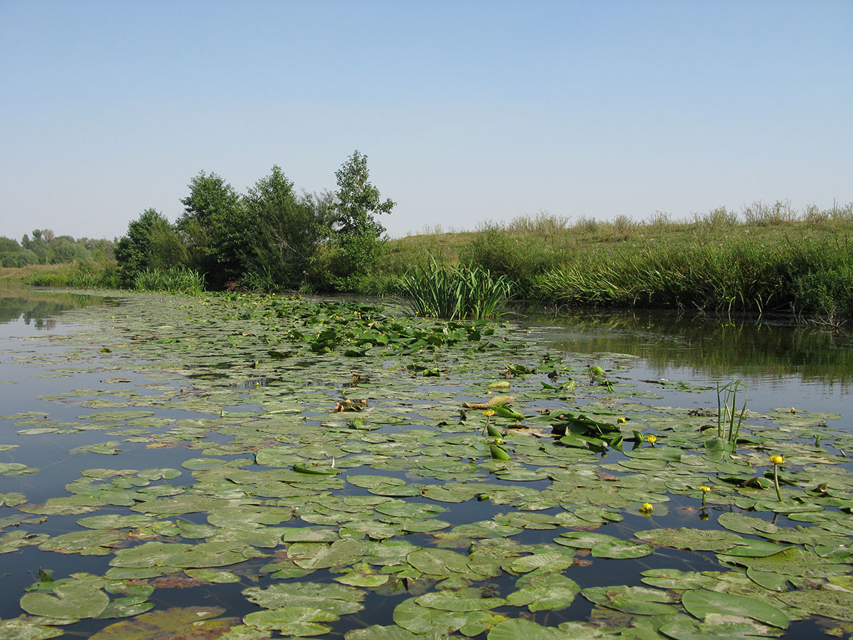 Нижнее течение реки Усожа 1, image of landscape/habitat.