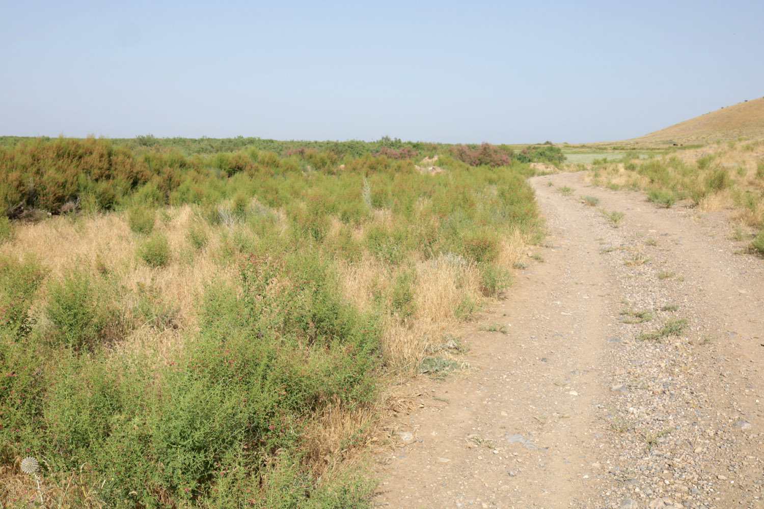 Берег Айдаркуля в окр. Учкулача, image of landscape/habitat.