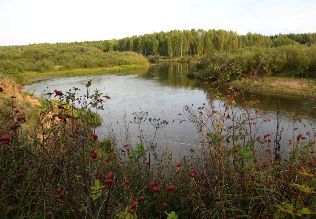 Селище, image of landscape/habitat.