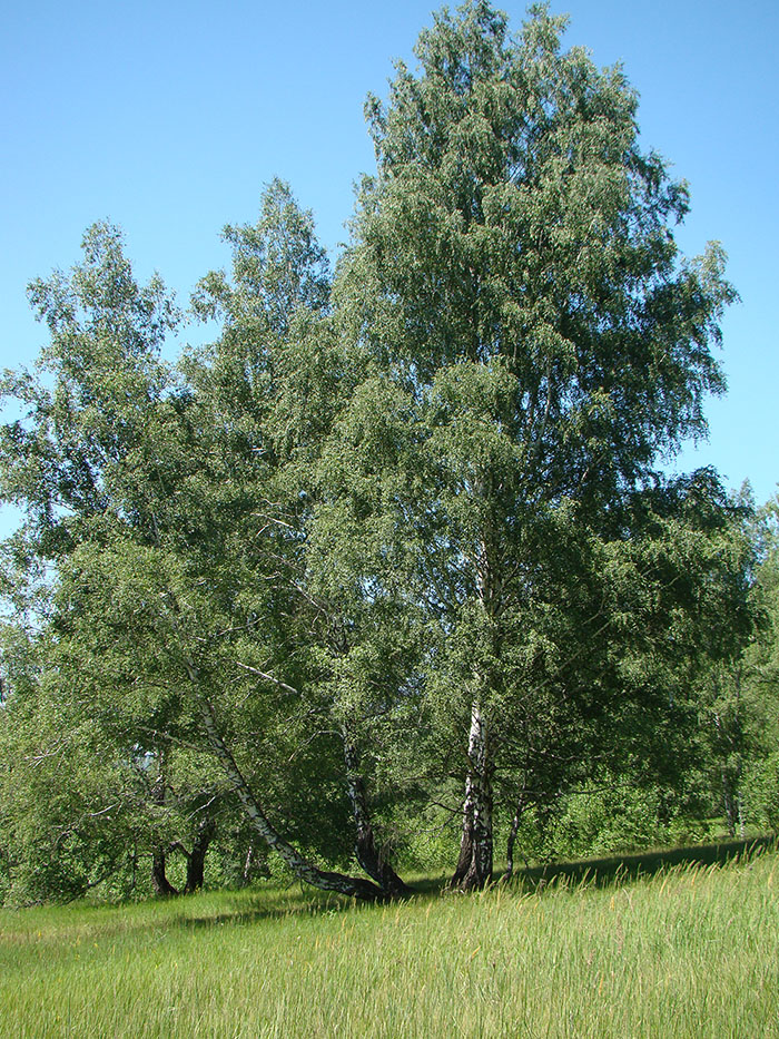 Пеньки, изображение ландшафта.