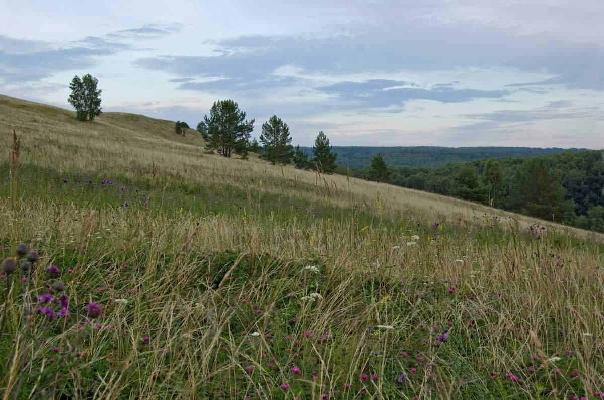 Окрестности деревни Комарово, image of landscape/habitat.
