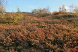 Image of landscape