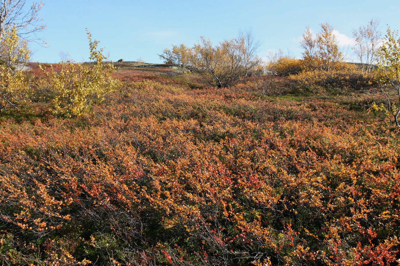 Горелая сопка, image of landscape/habitat.