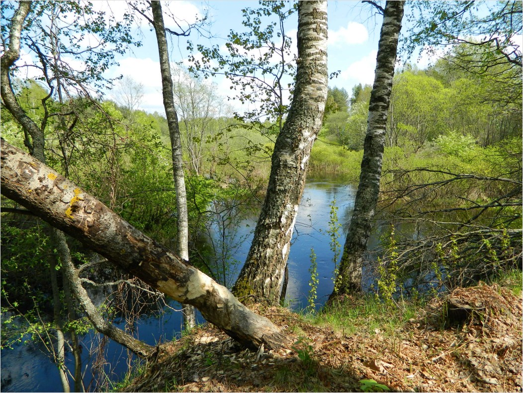 Каспля, image of landscape/habitat.