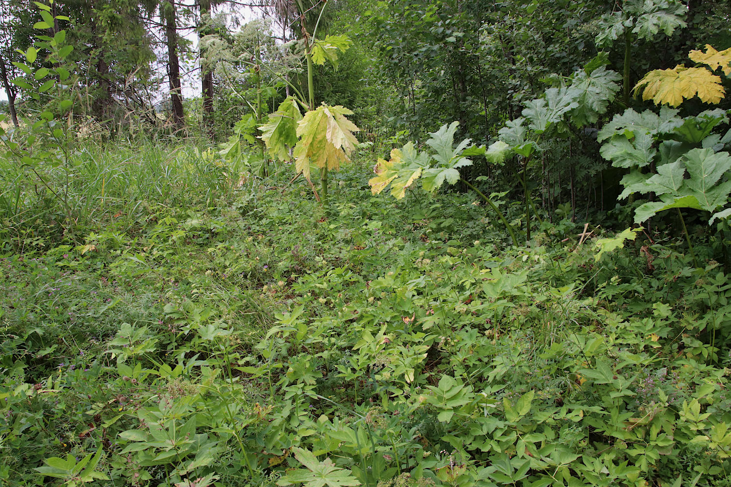 Елизаветино, image of landscape/habitat.