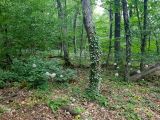 Image of landscape