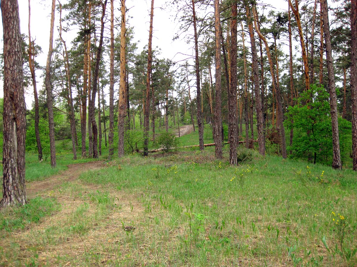 Лесники, боровая часть, изображение ландшафта.