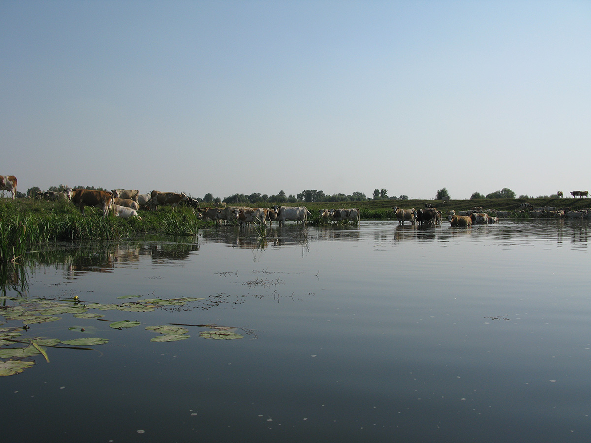 Нижнее течение реки Усожа 1, image of landscape/habitat.