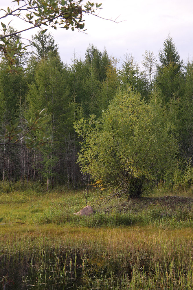 Окрестности Северного, image of landscape/habitat.