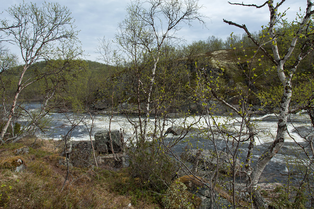 У падунов на Западной Лице, image of landscape/habitat.