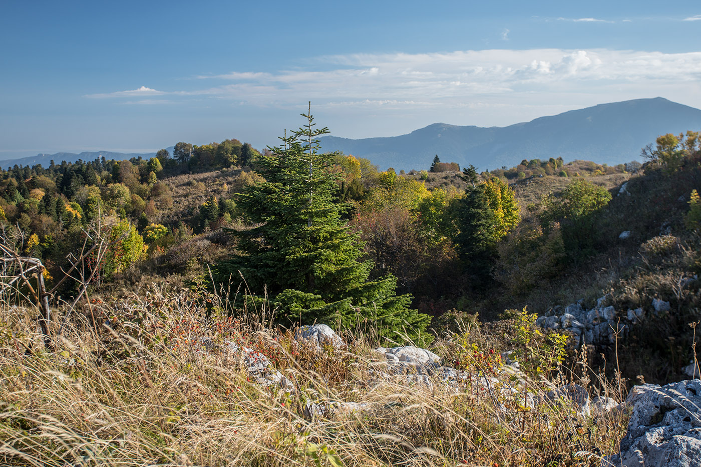 Черногор, image of landscape/habitat.