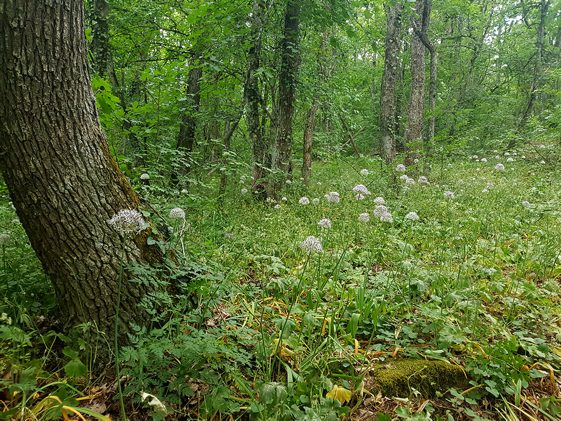 Аюдаг, image of landscape/habitat.