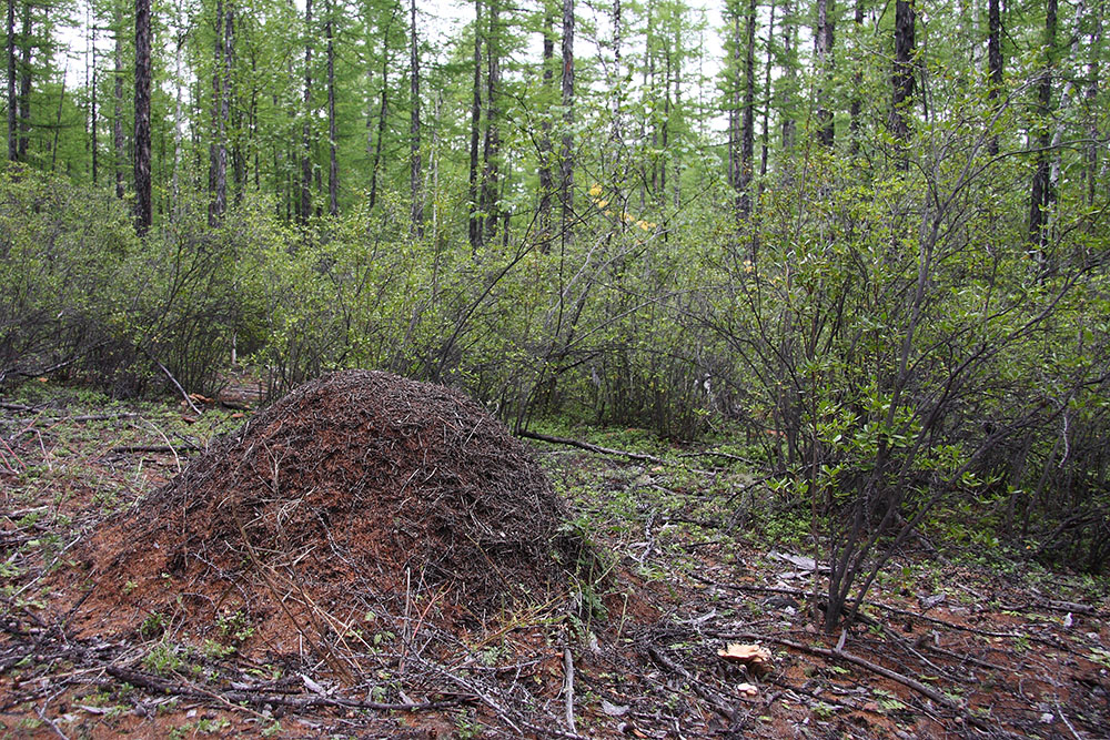Окрестности Северного, image of landscape/habitat.