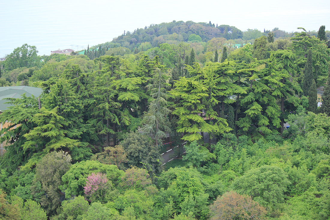 Никитский ботанический сад, image of landscape/habitat.