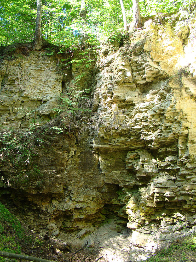 Ичалковский бор, image of landscape/habitat.