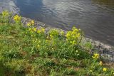 Image of landscape