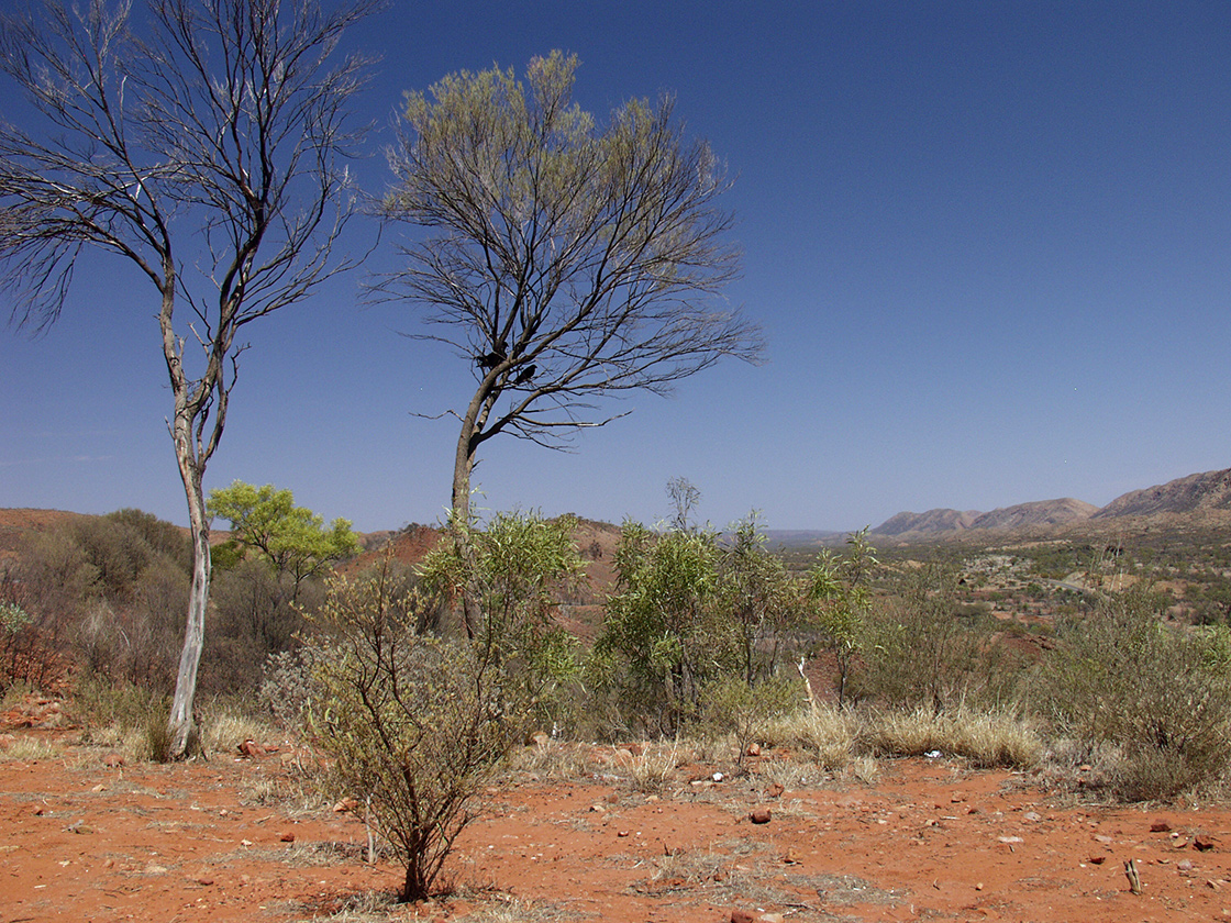 Alice Springs и окрестности, изображение ландшафта.