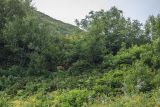 Хребет Аибга, image of landscape/habitat.