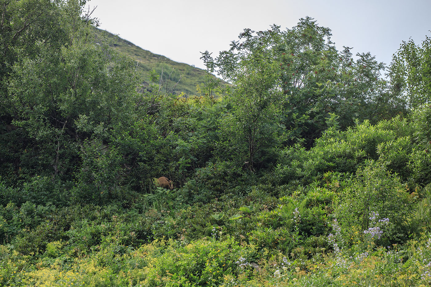 Хребет Аибга, image of landscape/habitat.