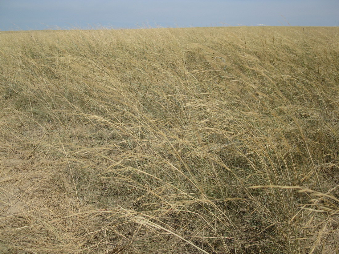 Атлеш, image of landscape/habitat.