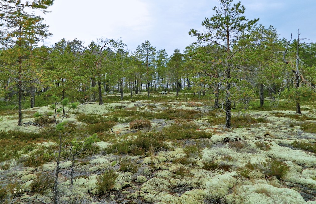 Унежма, image of landscape/habitat.