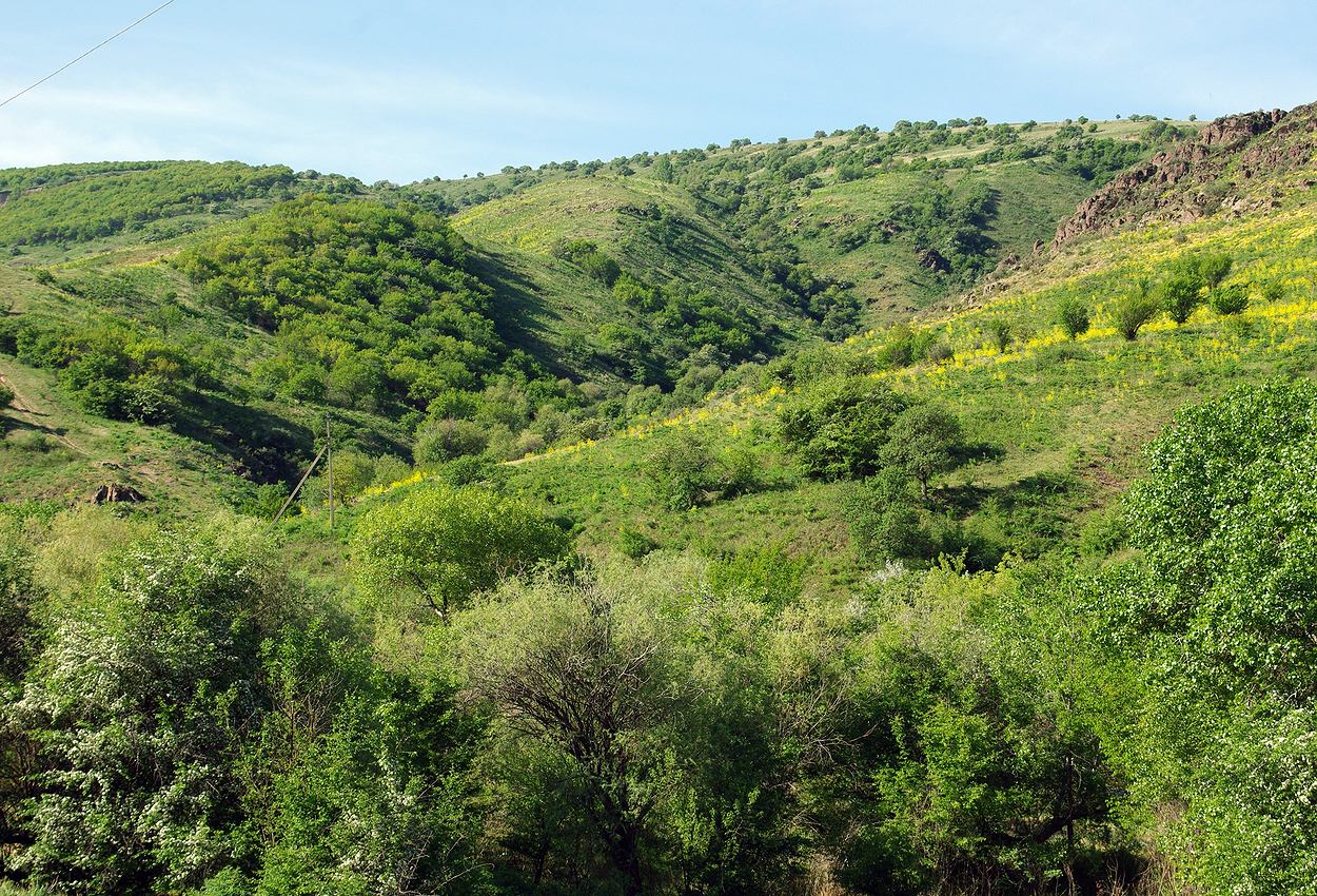 Бадам, image of landscape/habitat.