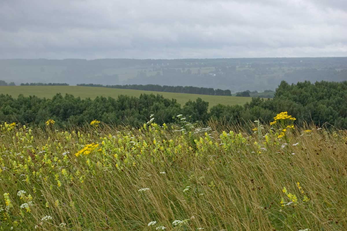 Окрестности деревни Комарово, image of landscape/habitat.