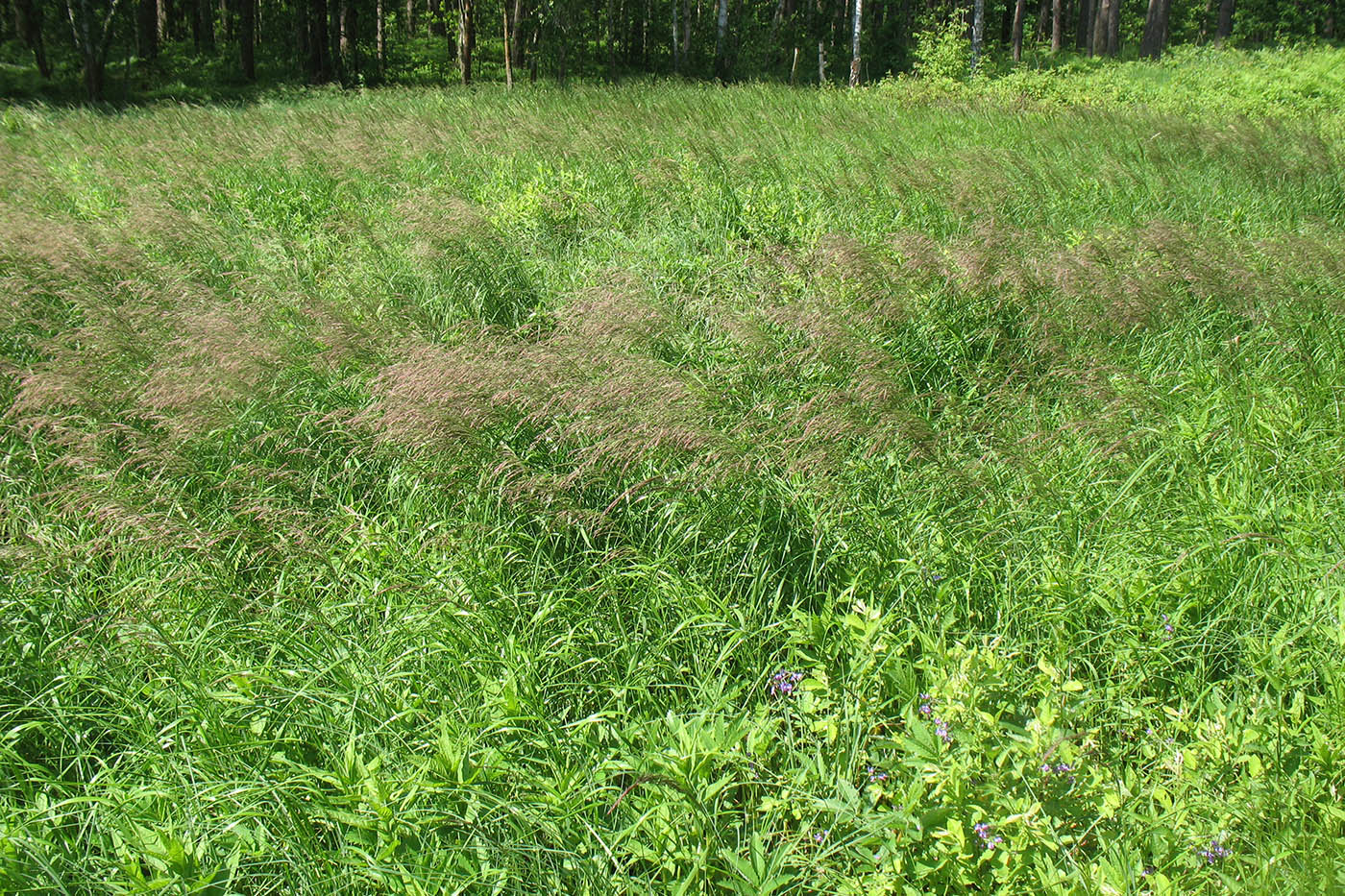 Приокско-Террасный заповедник, image of landscape/habitat.