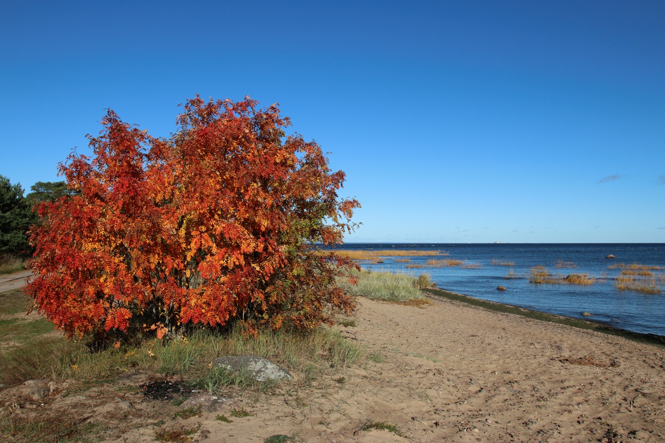 Шепелёвский маяк, image of landscape/habitat.