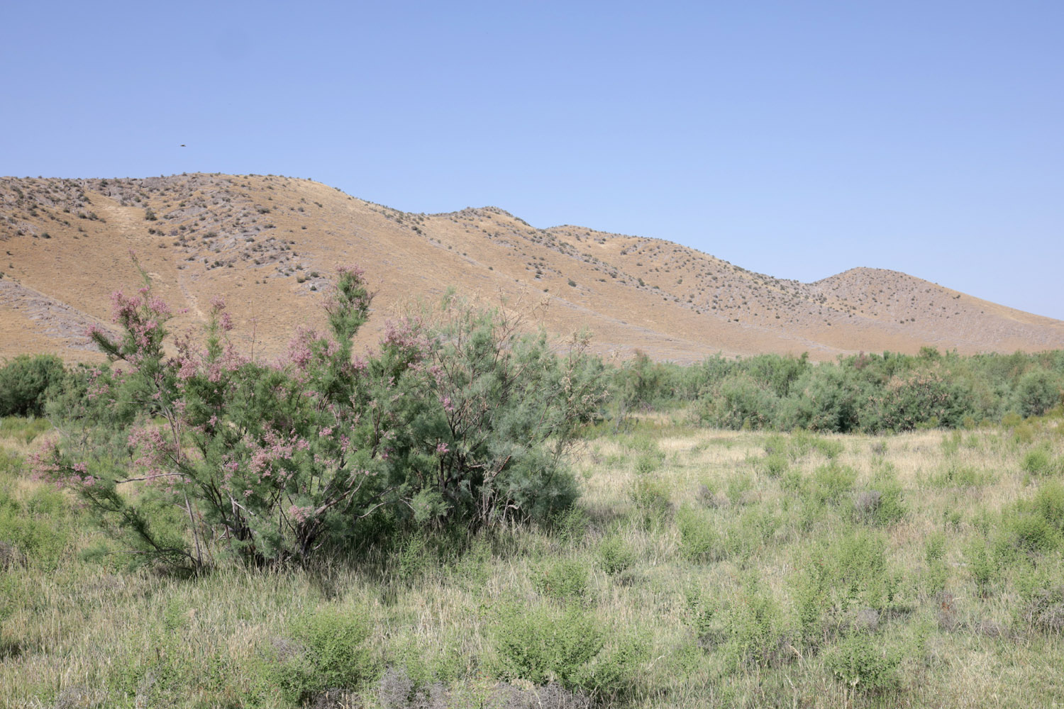 Берег Айдаркуля в окр. Учкулача, image of landscape/habitat.