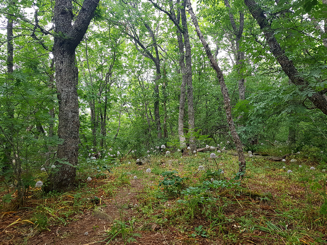 Аюдаг, image of landscape/habitat.