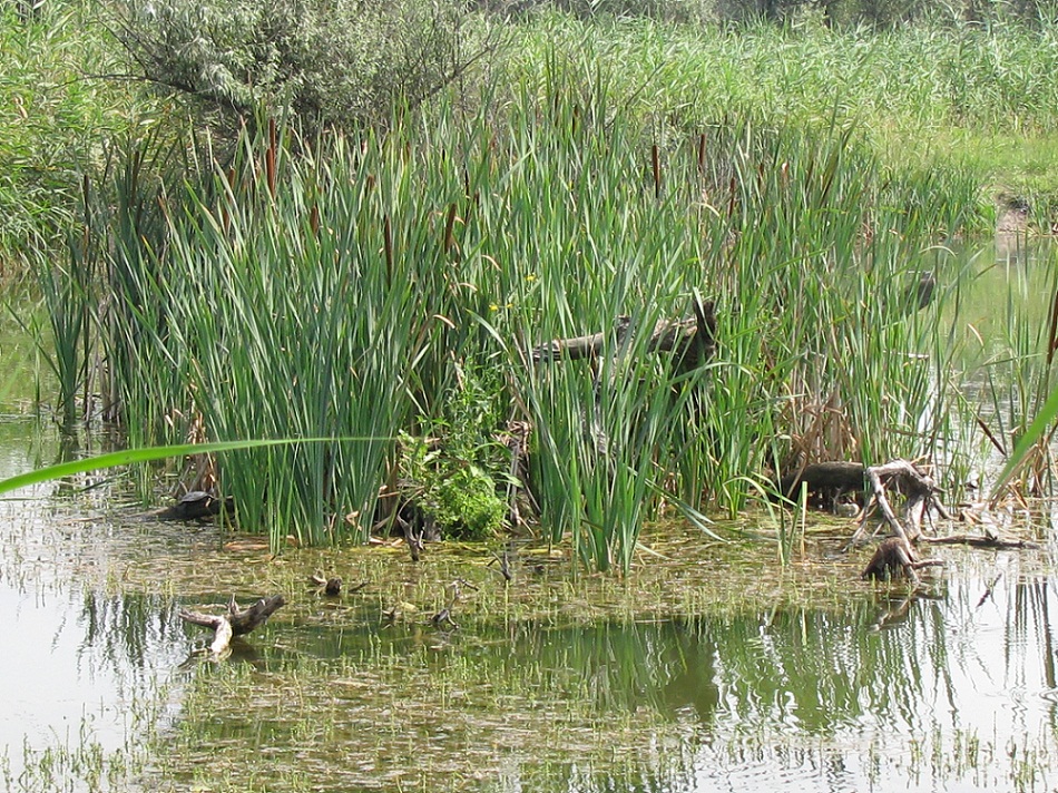 Посёлок Солнечный, балка., image of landscape/habitat.