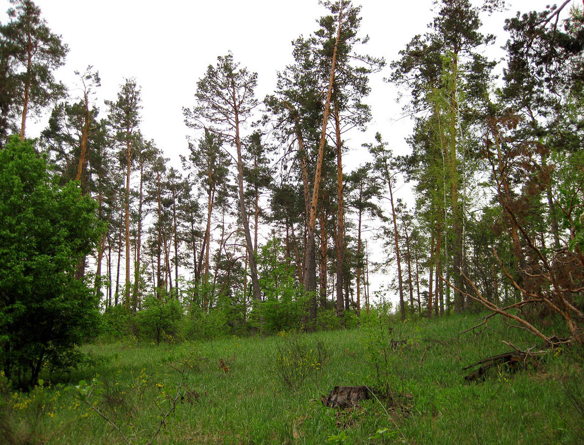 Лесники, боровая часть, изображение ландшафта.