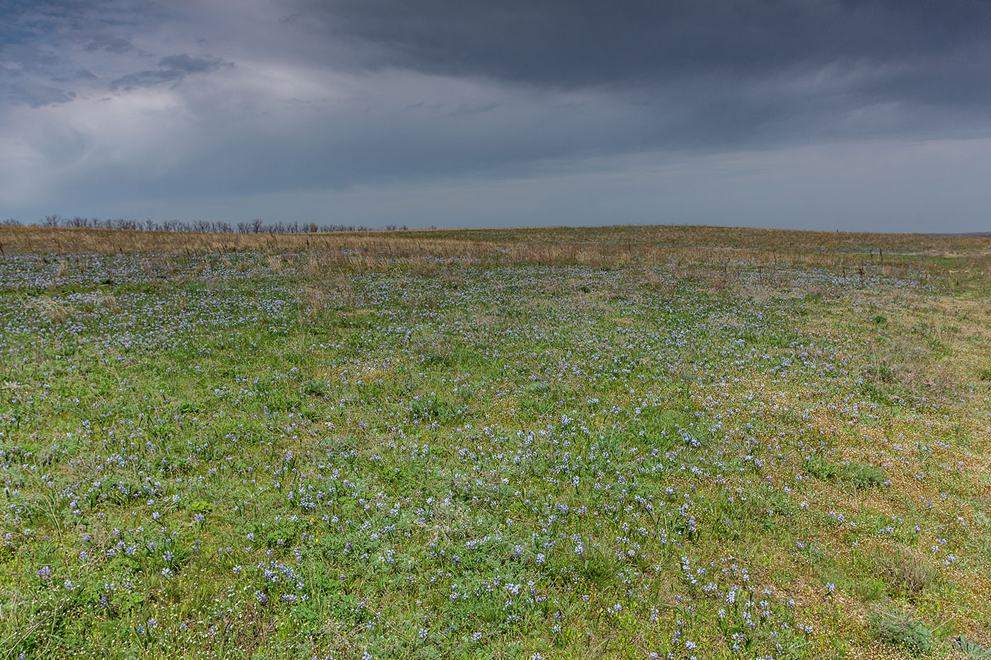 Чулекская Балка, image of landscape/habitat.