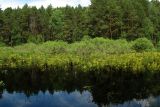 Приокско-Террасный заповедник, image of landscape/habitat.