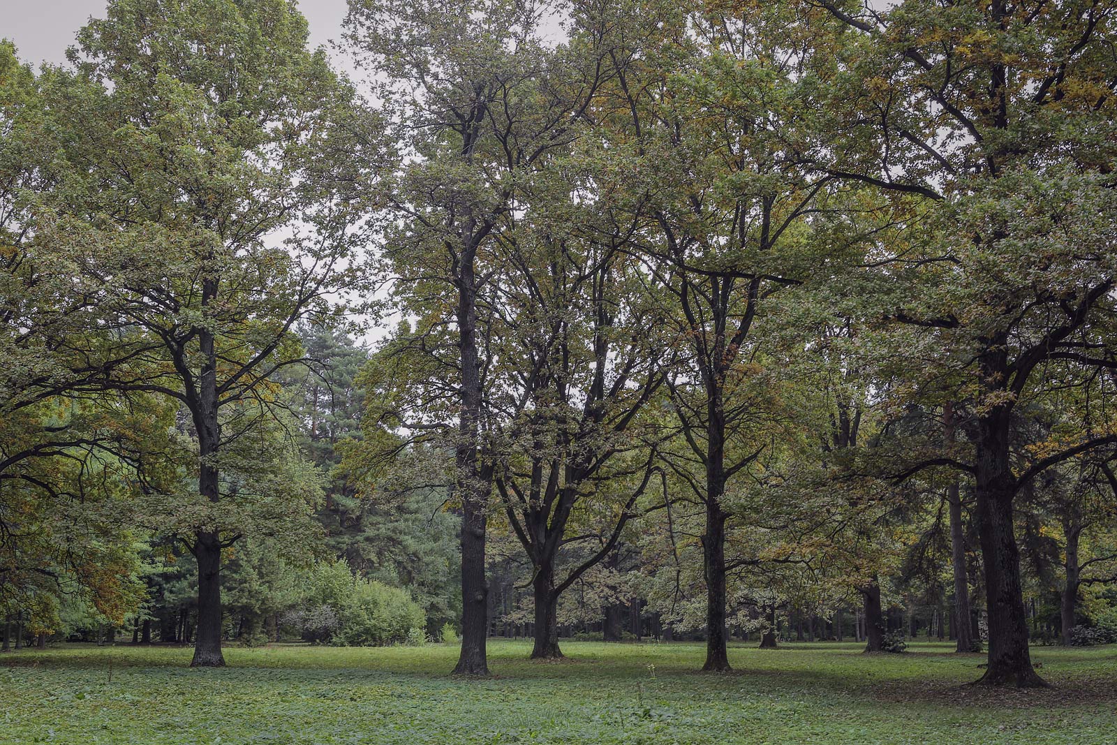 ГБС РАН, image of landscape/habitat.