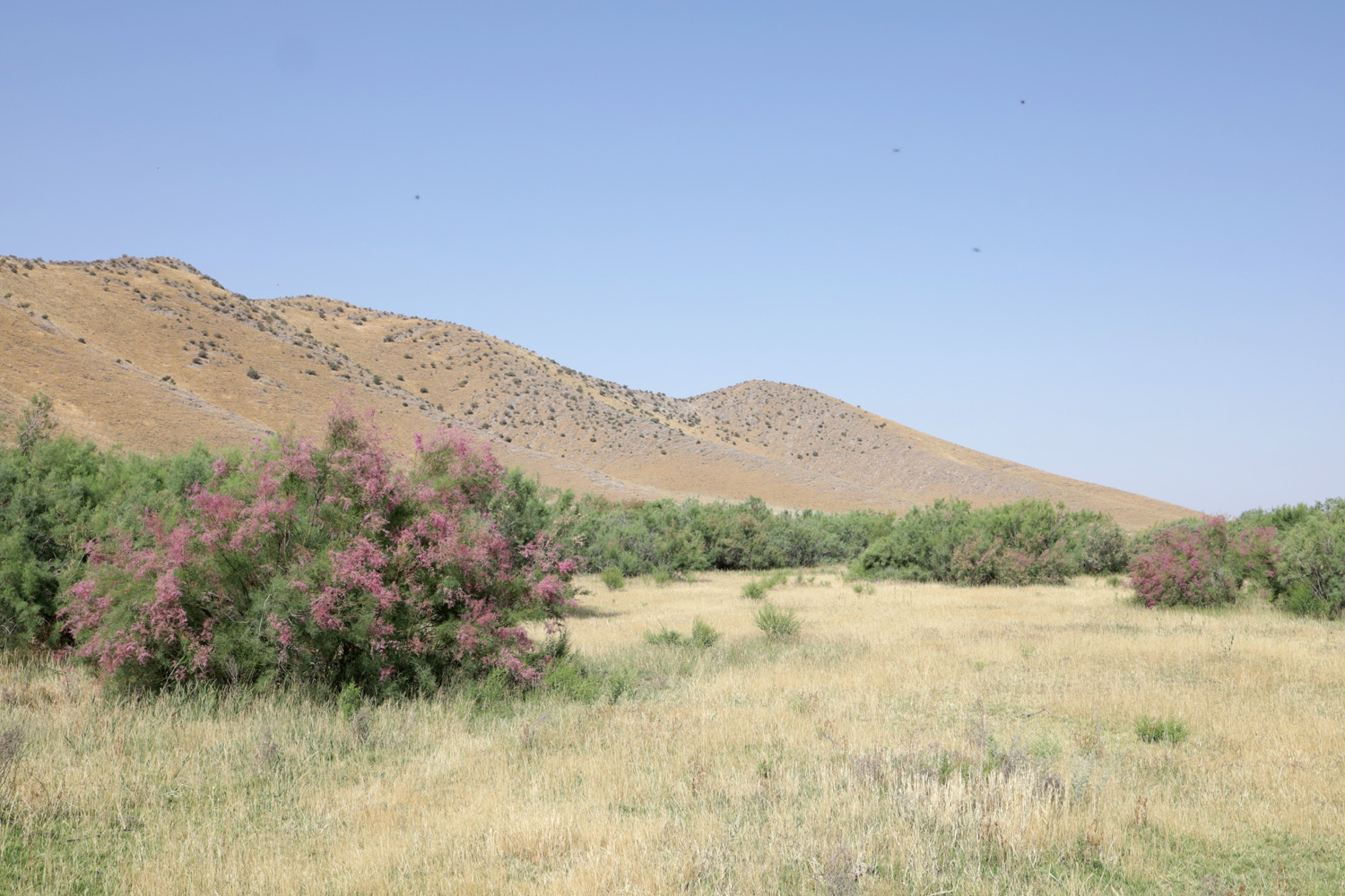 Берег Айдаркуля в окр. Учкулача, image of landscape/habitat.